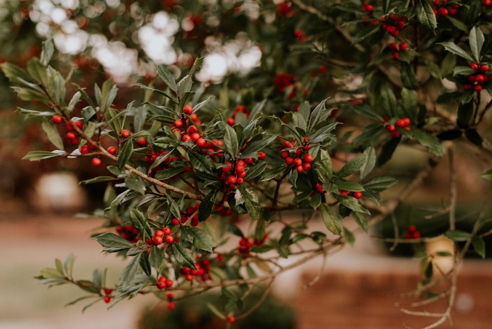 red and white flowers in tilt shift lens