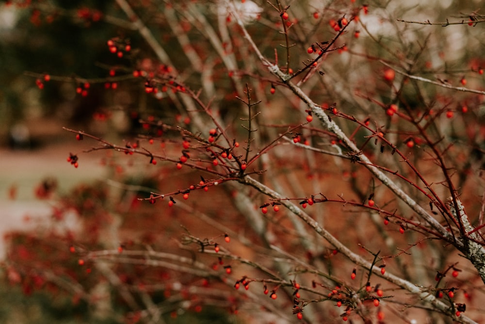 rama de árbol roja y blanca
