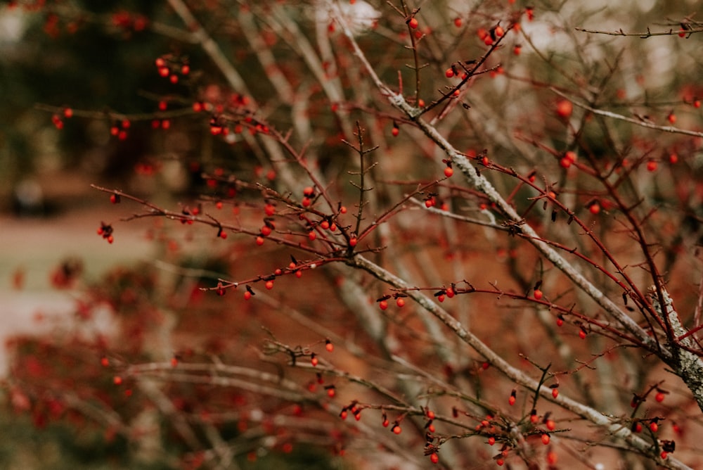 red and white tree branch