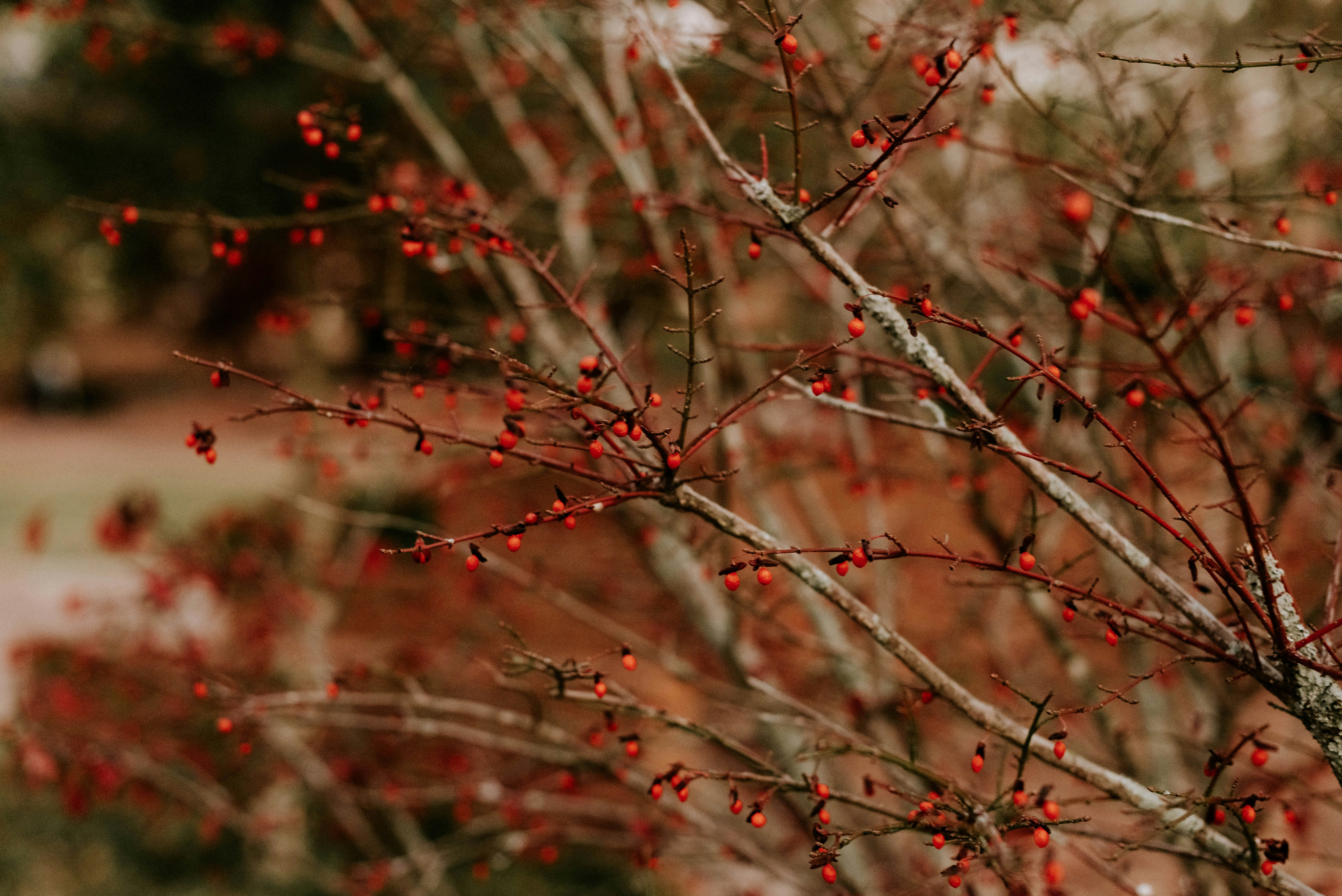 red and white tree branch
