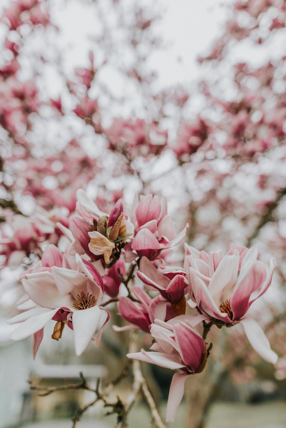 pink cherry blossom in bloom during daytime