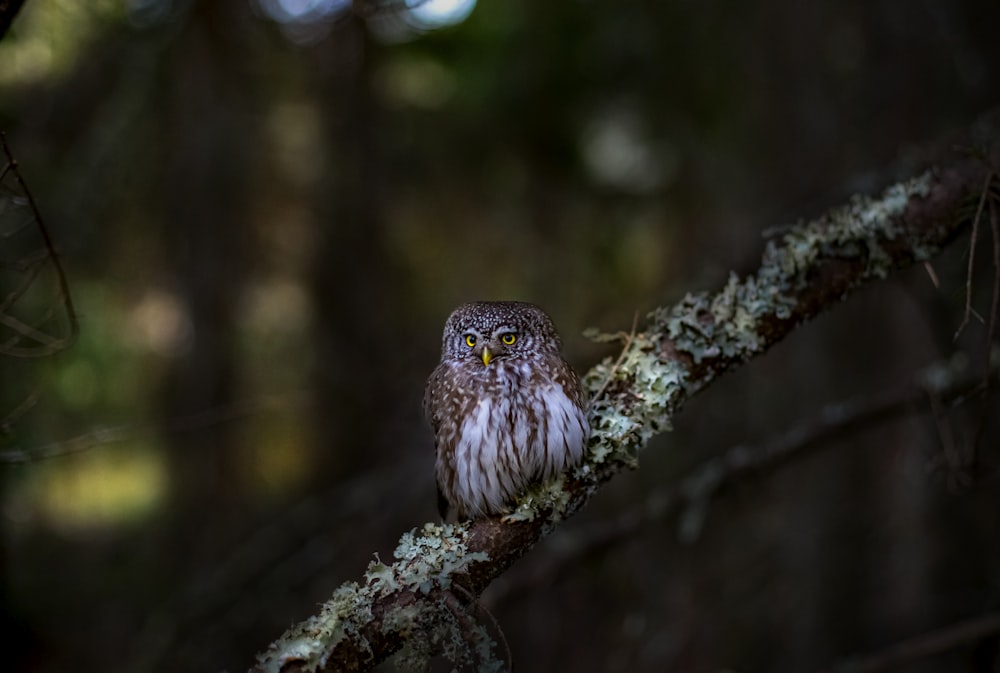 brown owl perched on tree branch