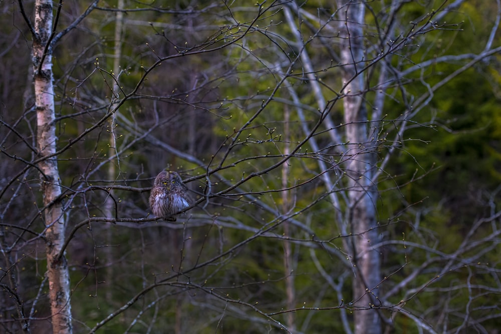 a couple of birds sitting on top of a tree branch