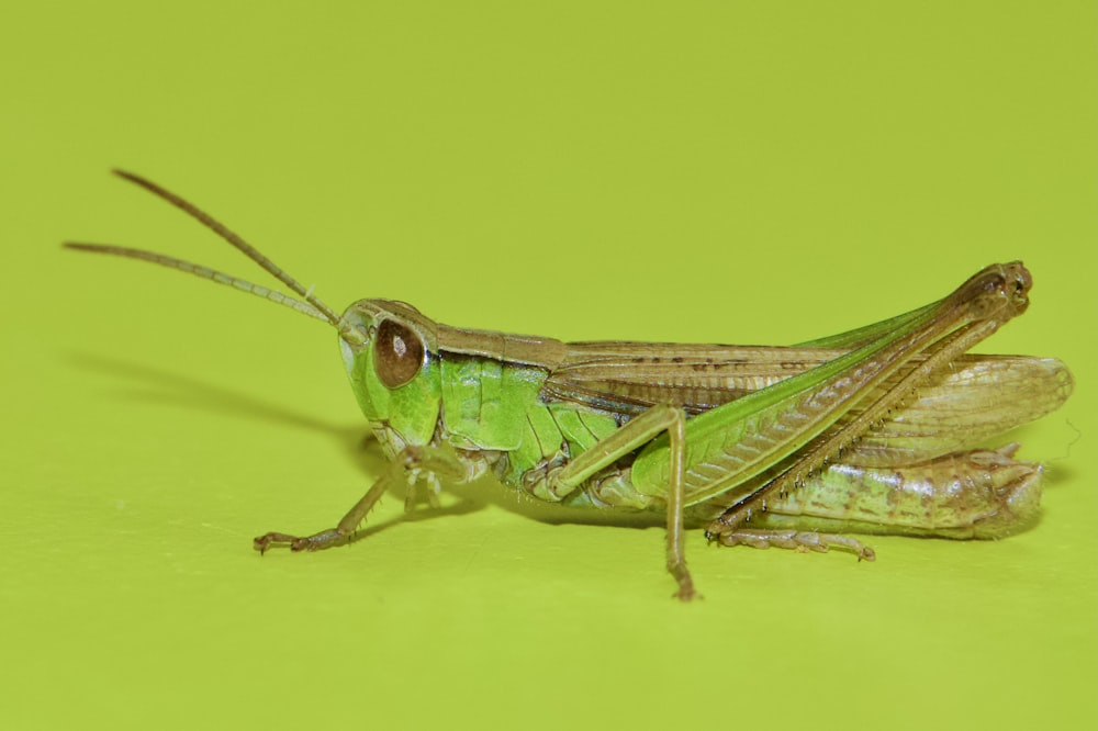 Grüner Grashüpfer auf gelber Oberfläche