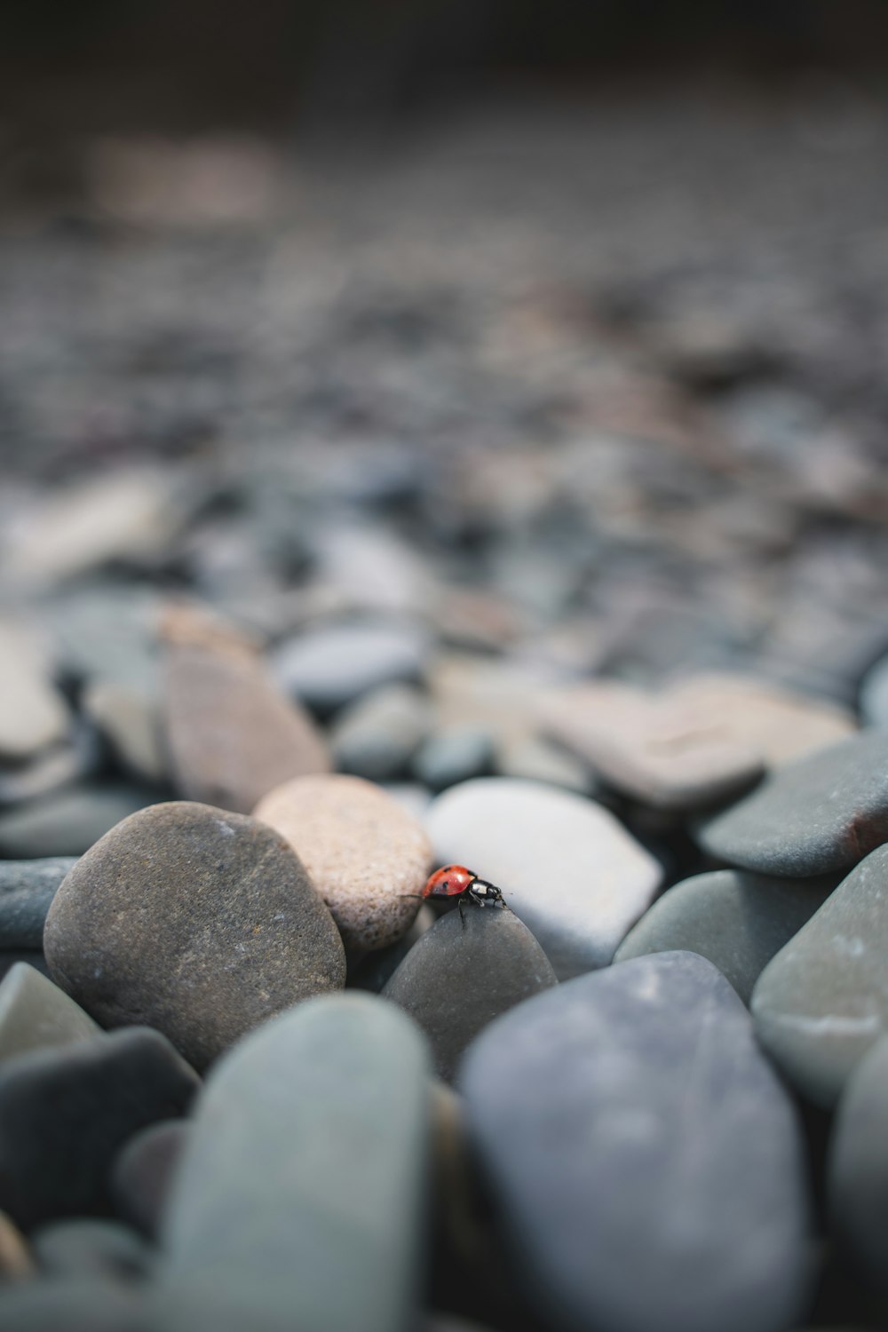 灰色と茶色の石に赤いてんとう虫