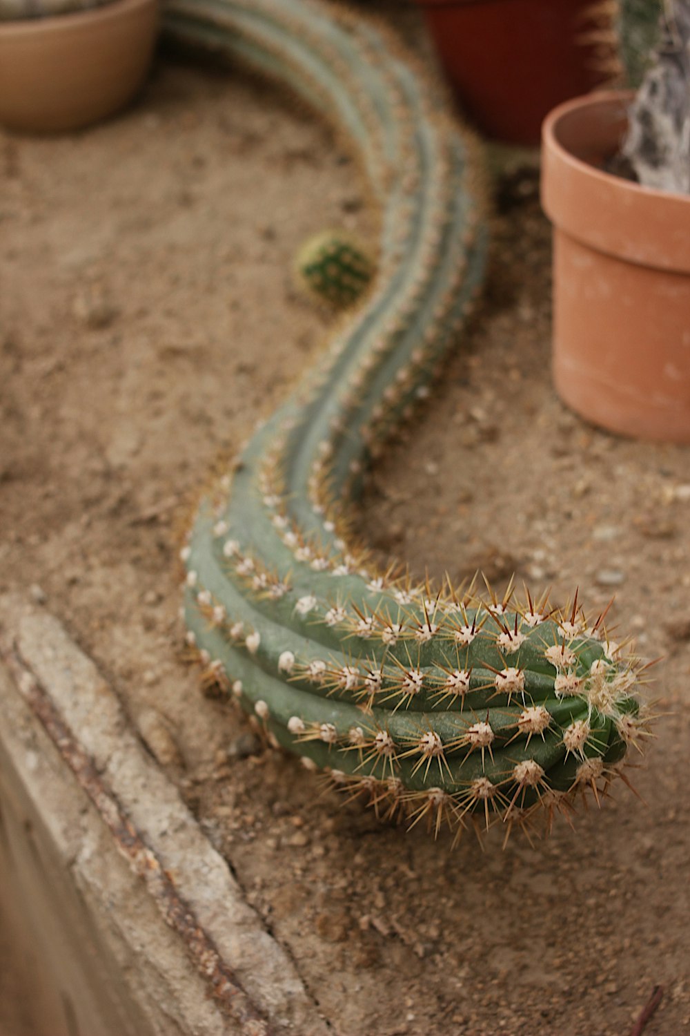 pianta di cactus verde su vaso di argilla marrone