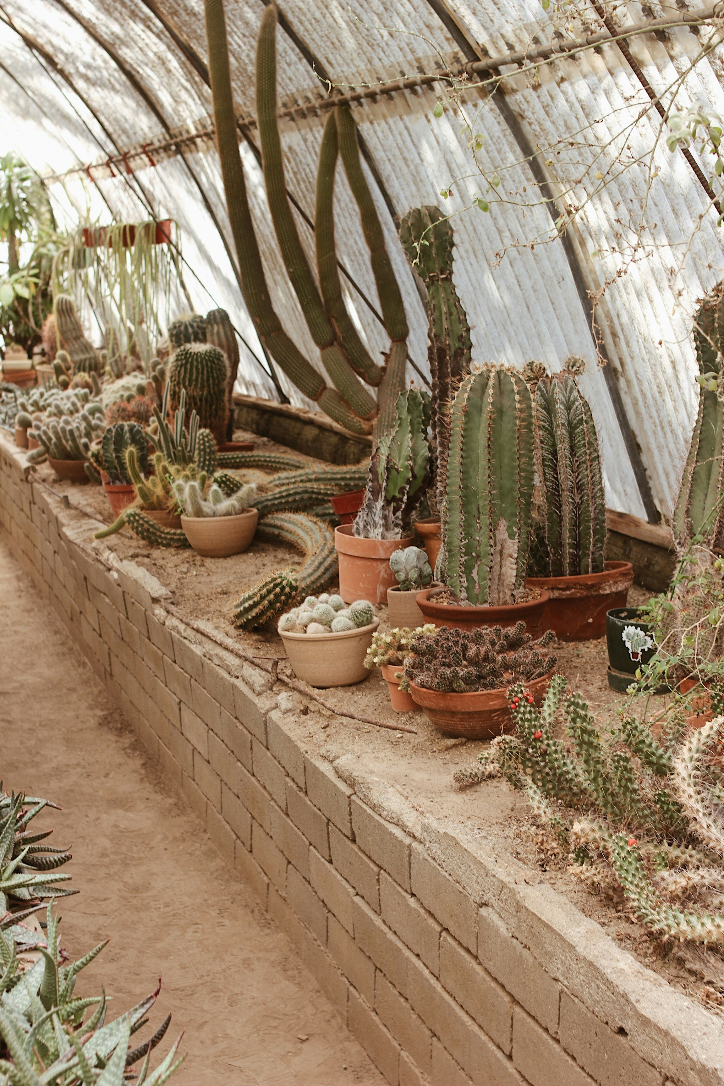 green cactus plants on brown clay pots