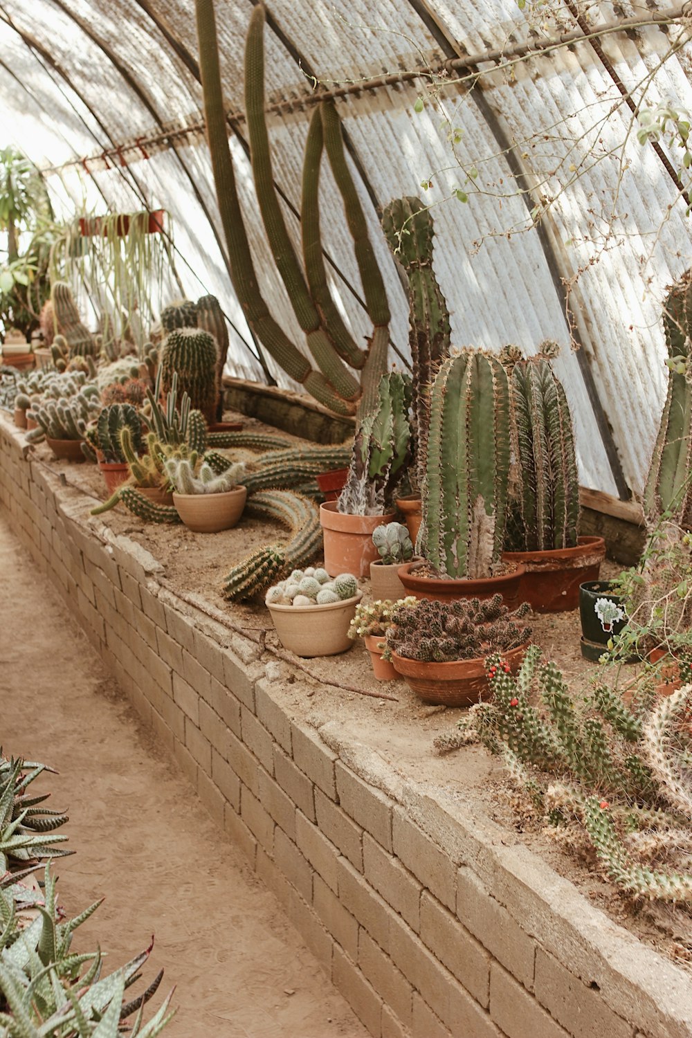 green cactus plants on brown clay pots