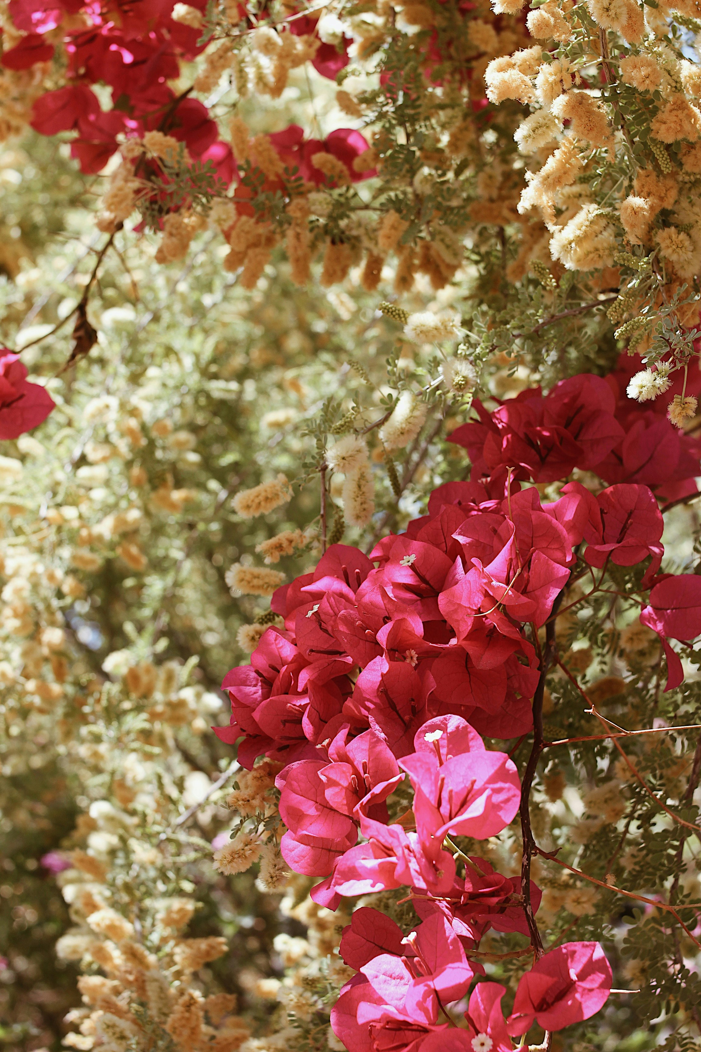 pink flowers in tilt shift lens