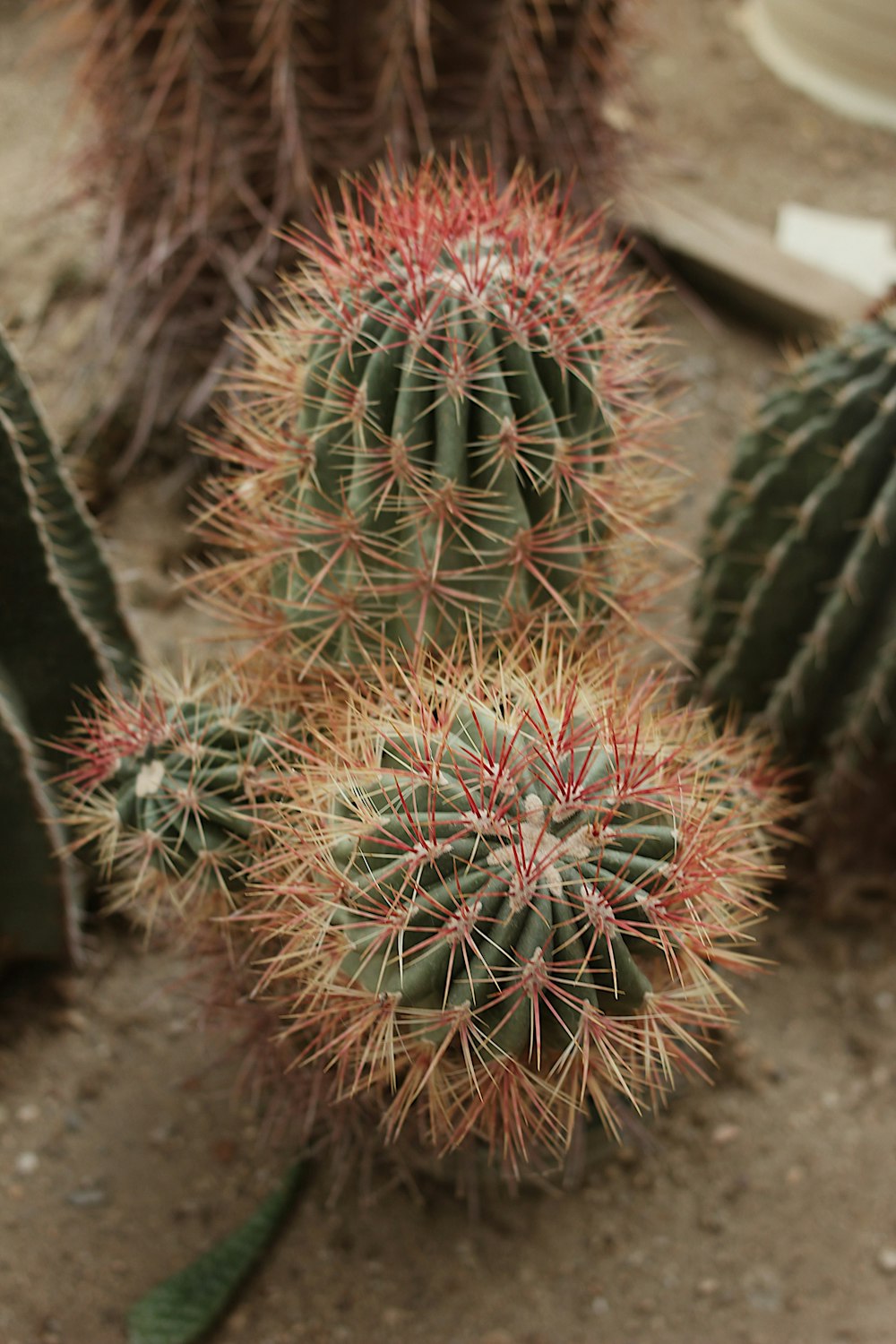 green cactus plant on brown soil