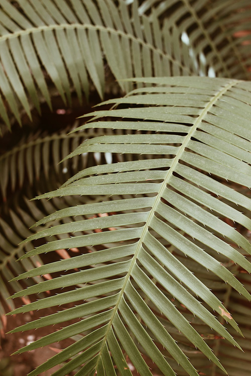 green and brown leaf plant