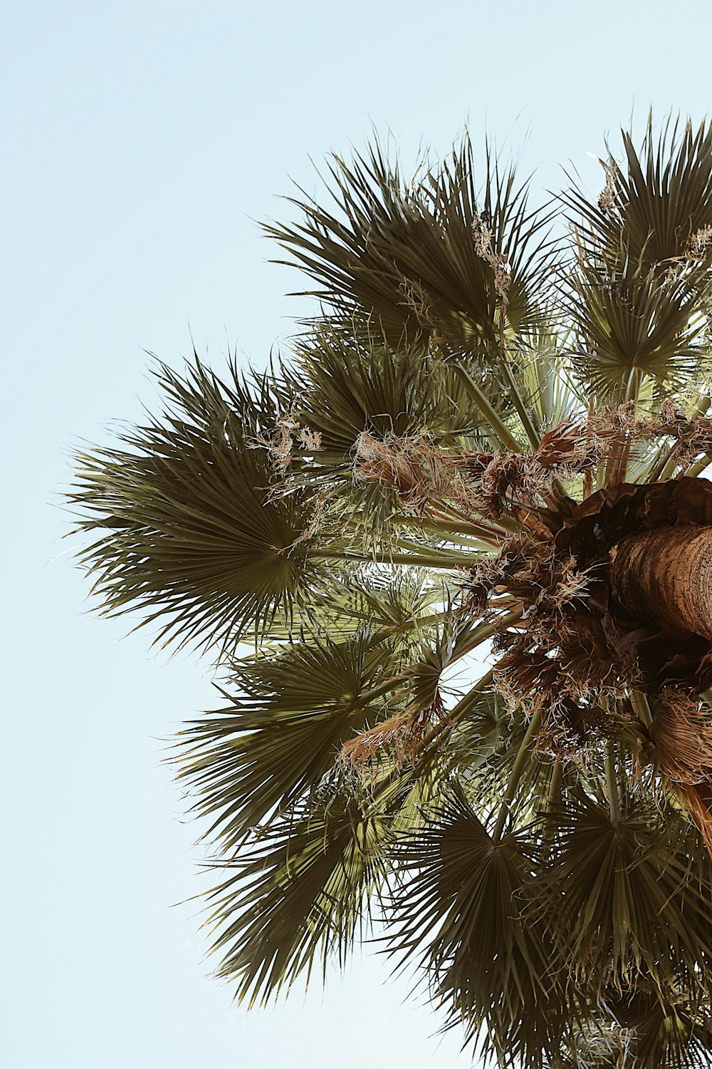 green and brown palm tree