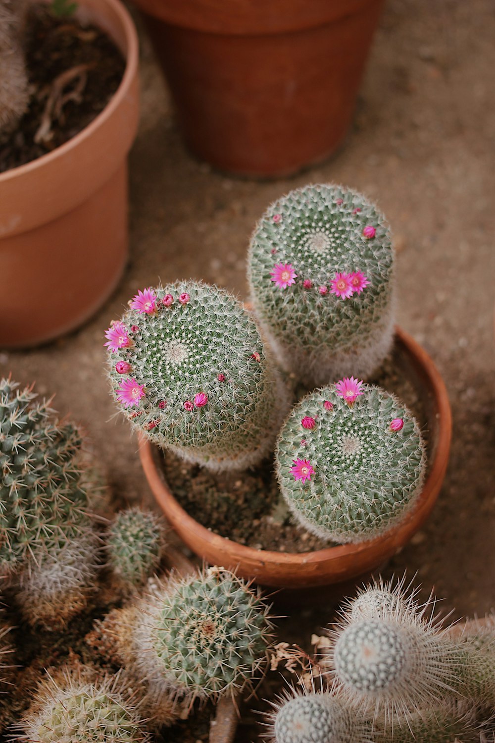 cactus vert dans un pot en argile brune