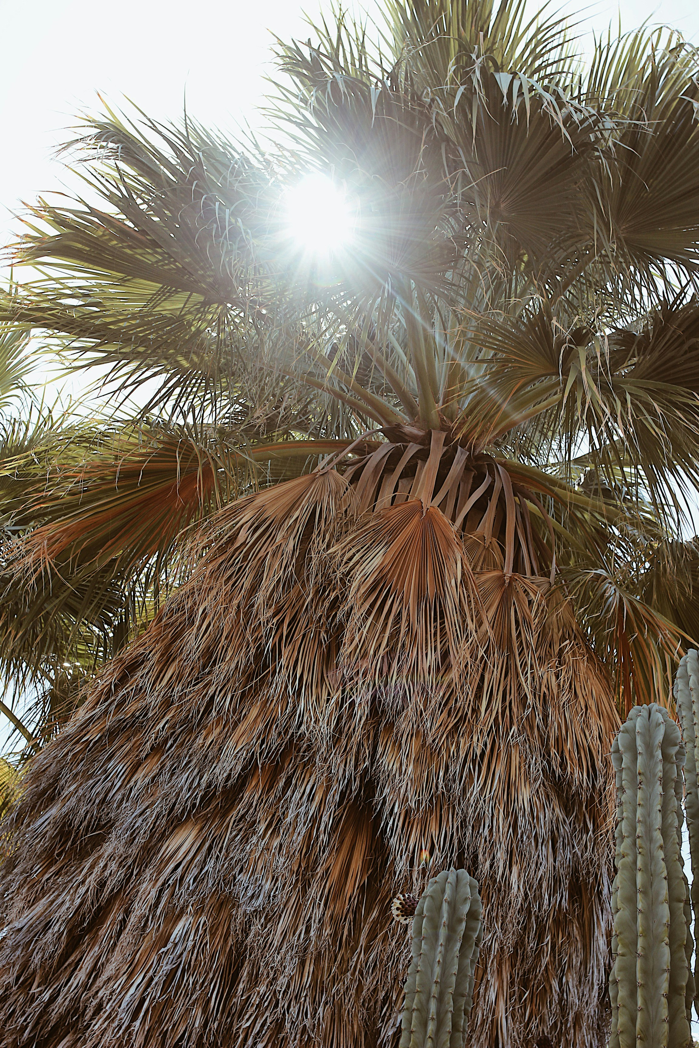 Braune Palme tagsüber