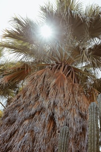 brown palm tree during daytime