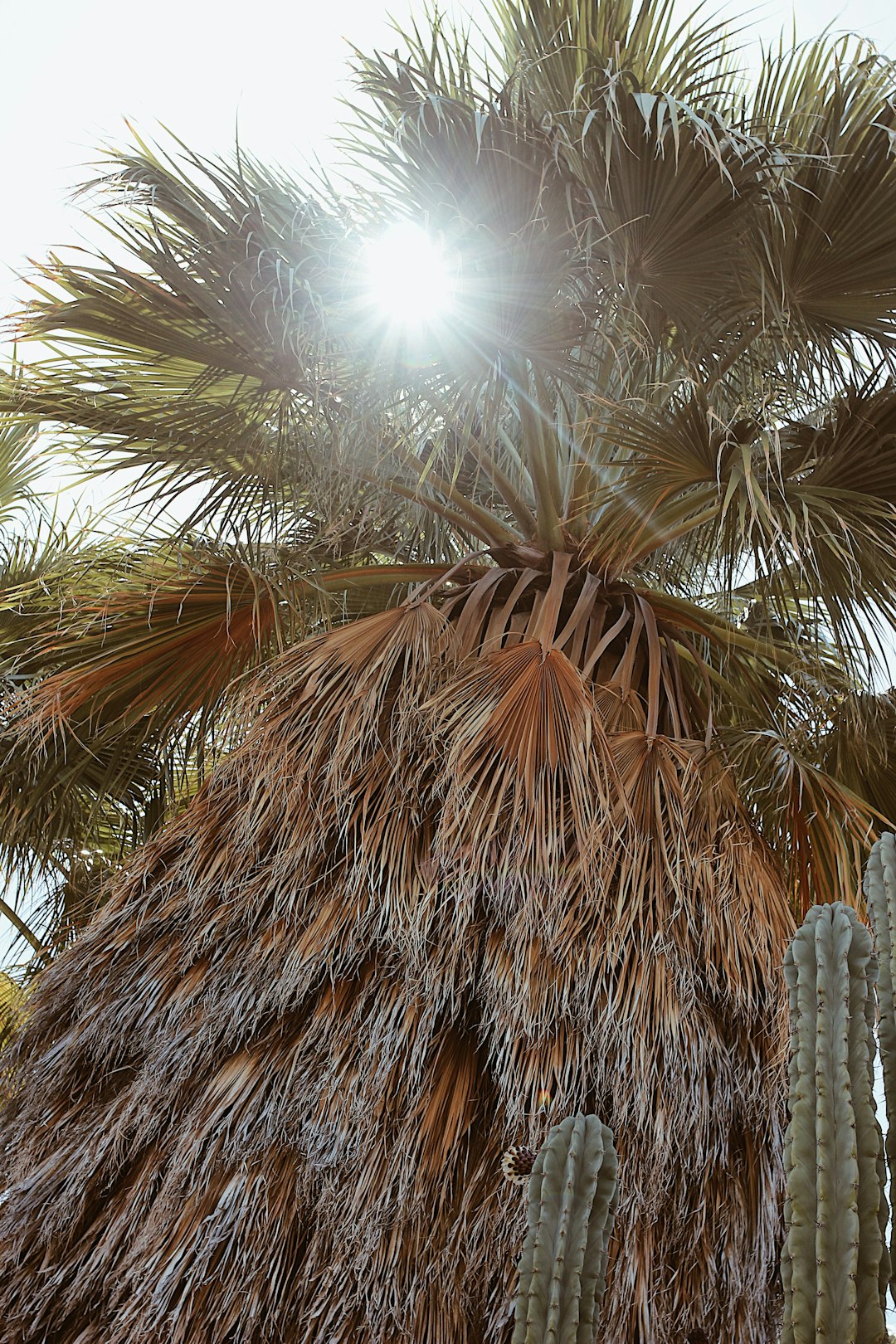 brown palm tree during daytime