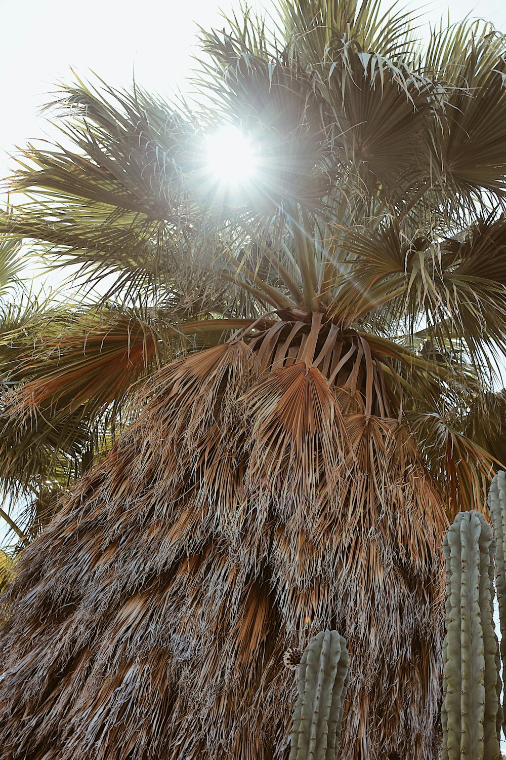 brown palm tree during daytime