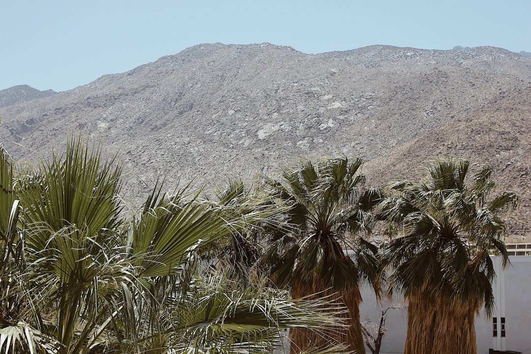 green palm tree near mountain during daytime