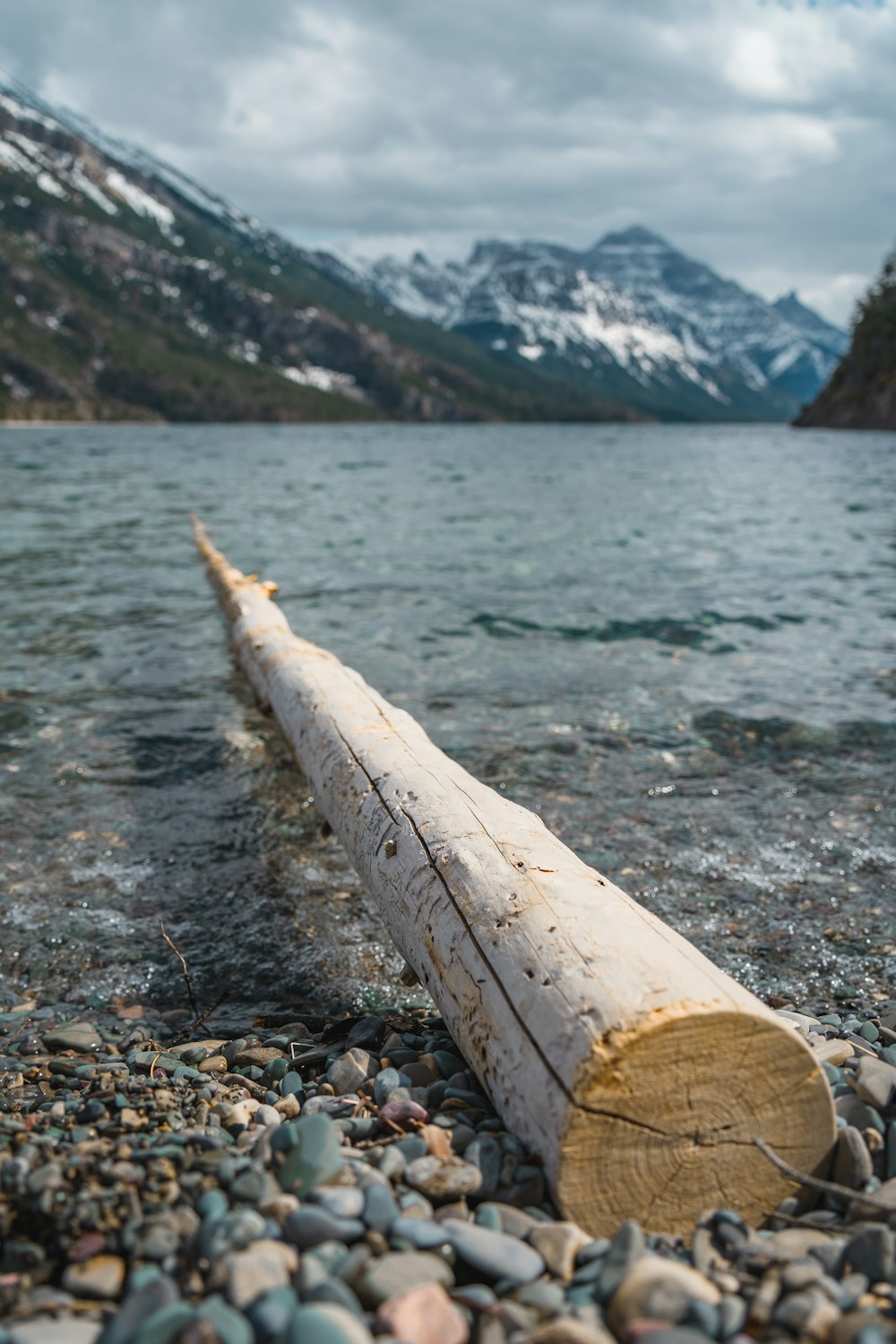 brown wooden log on rocky shore during daytime