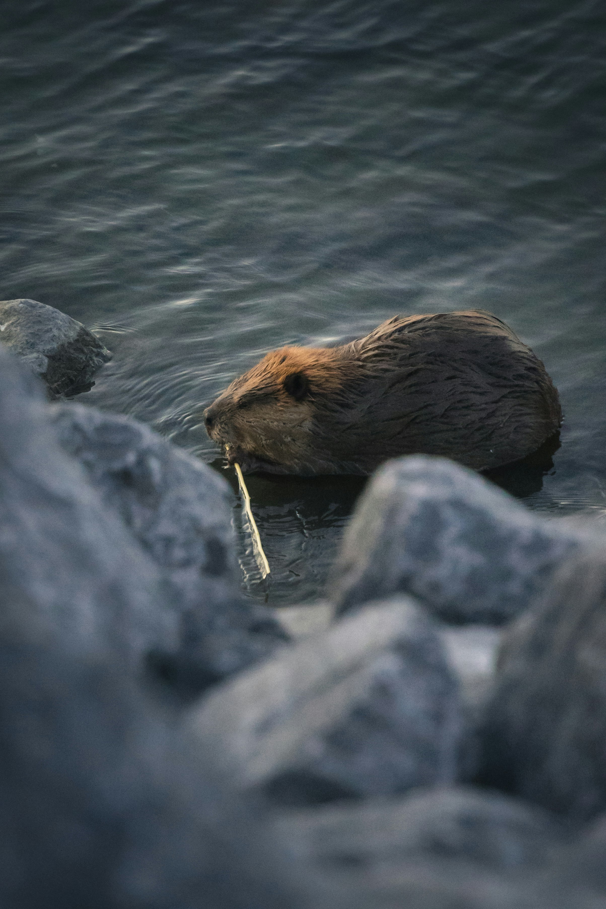 brown animal on body of water during daytime