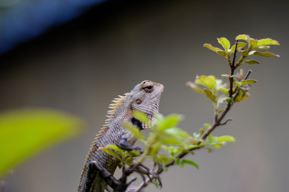 brown and black bearded dragon on green plant