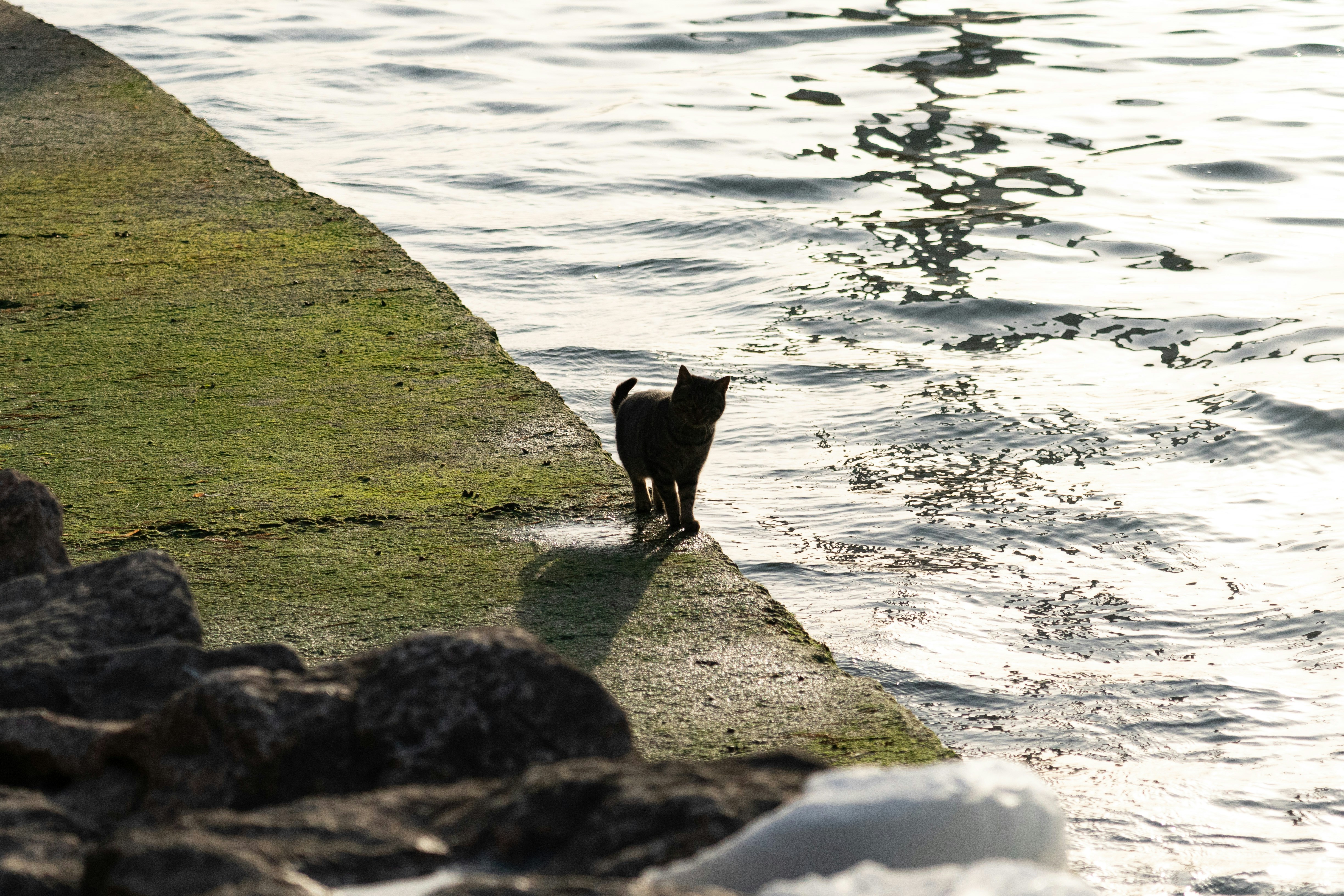 Greyhound walking along Chicago Lakefront Trail - apartments for big dogs