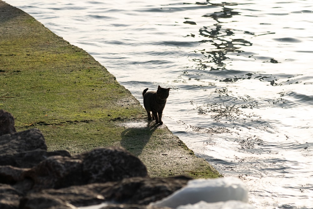 black short coat medium dog on green grass field near body of water during daytime