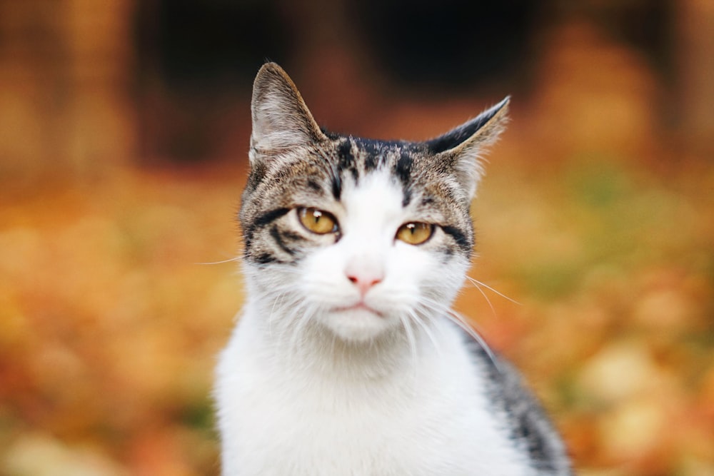 white and black cat in tilt shift lens