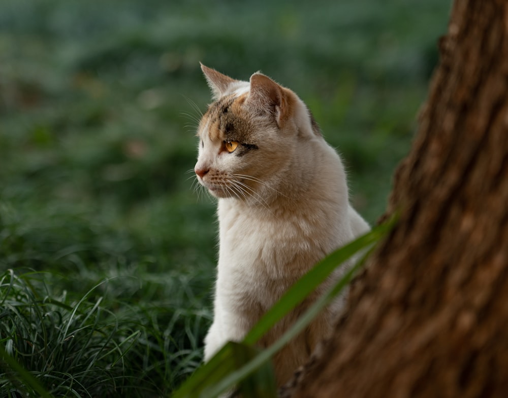 orange and white cat on green grass