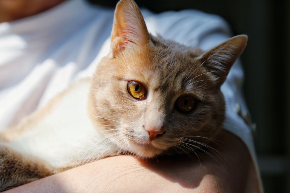 silver tabby cat on persons lap