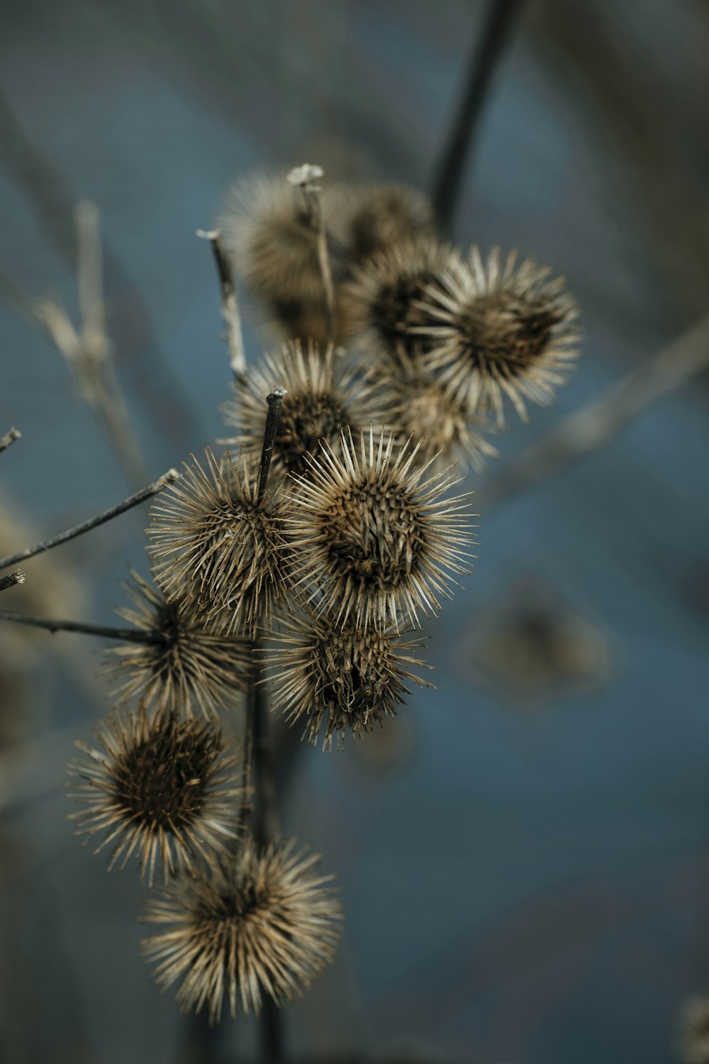 white dandelion in close up photography