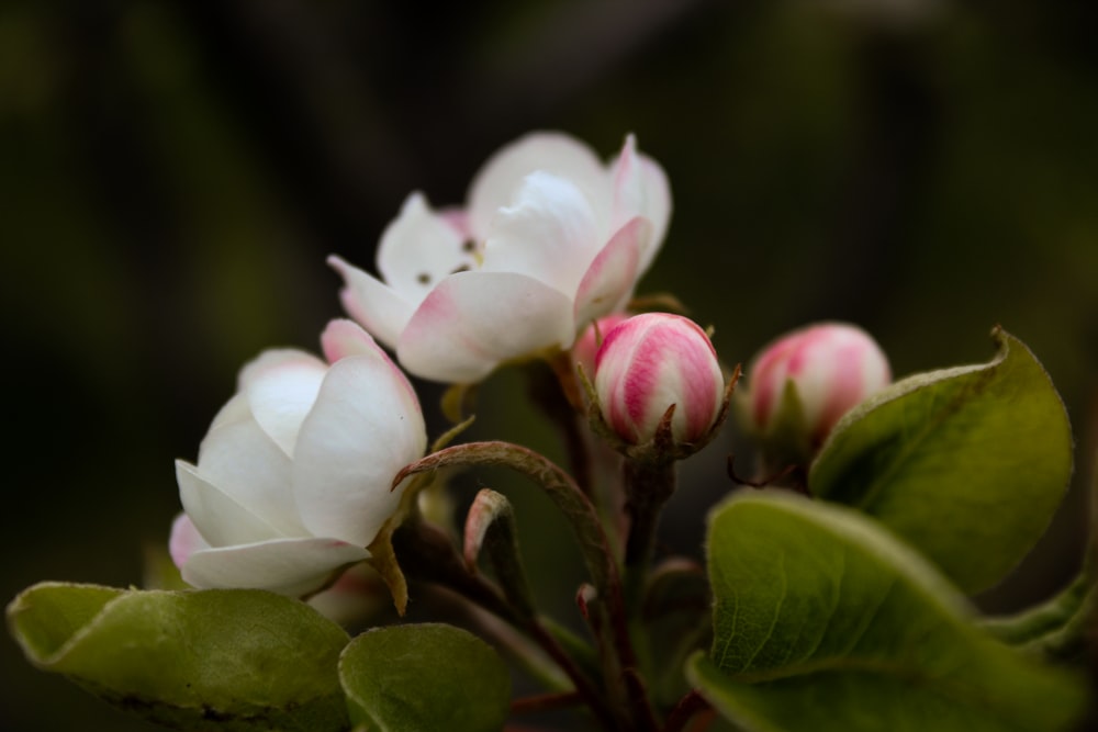 fiore bianco e rosa con lente tilt shift