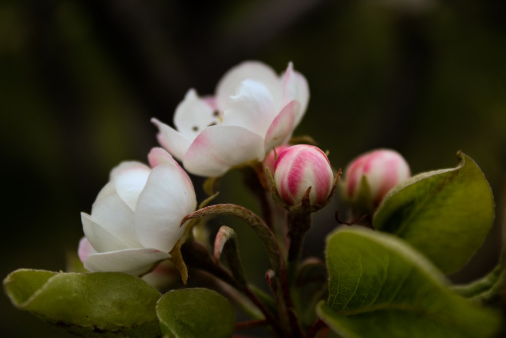 Flor blanca y rosa en lente de cambio de inclinación