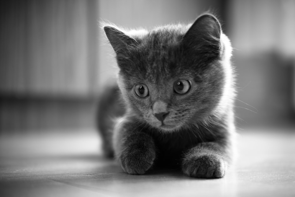 gray and white short fur cat