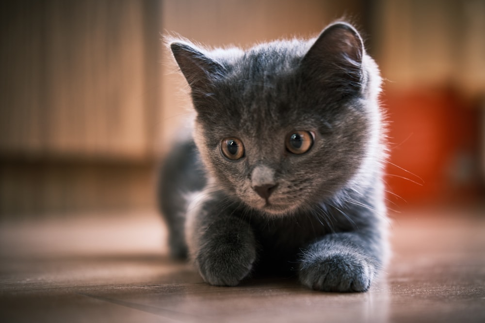 russian blue cat on brown wooden table