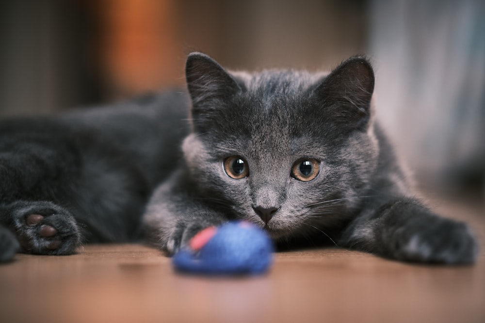 A gray kitten lays next to a toy
