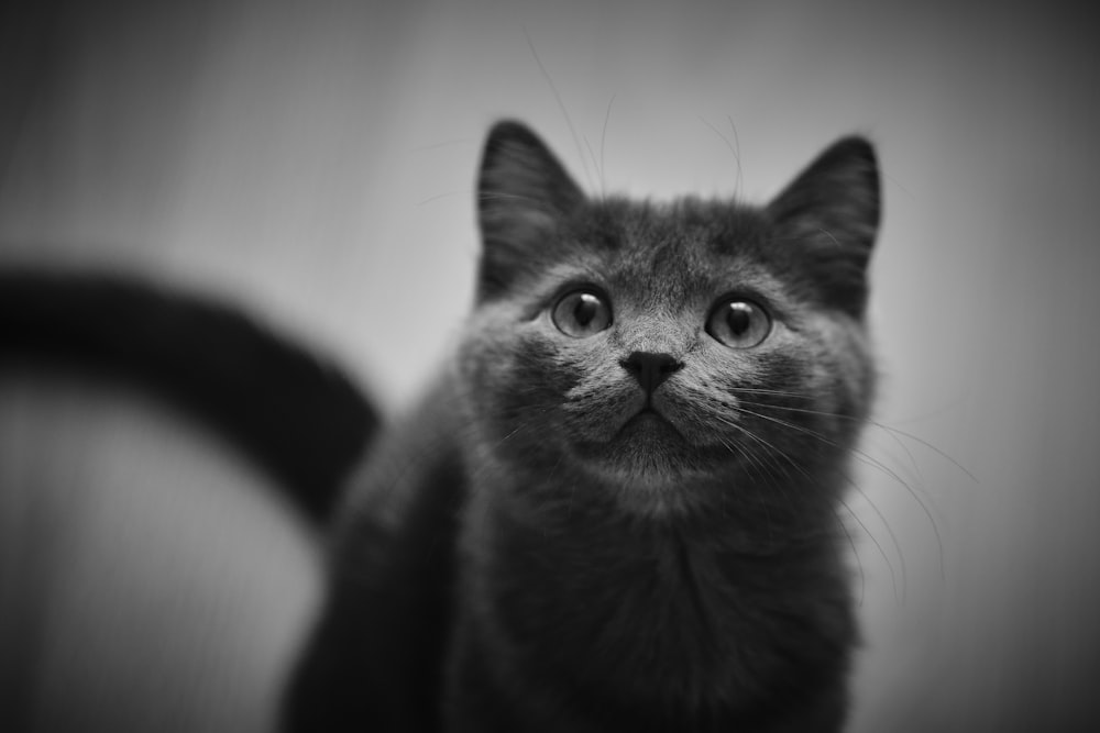 black cat on white textile