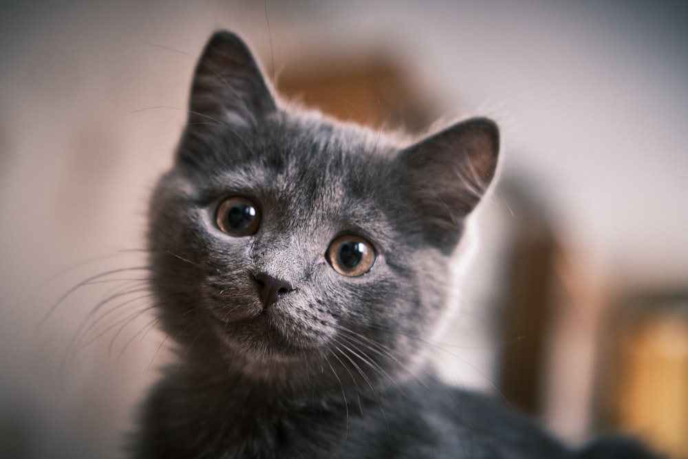 black cat in tilt shift lens