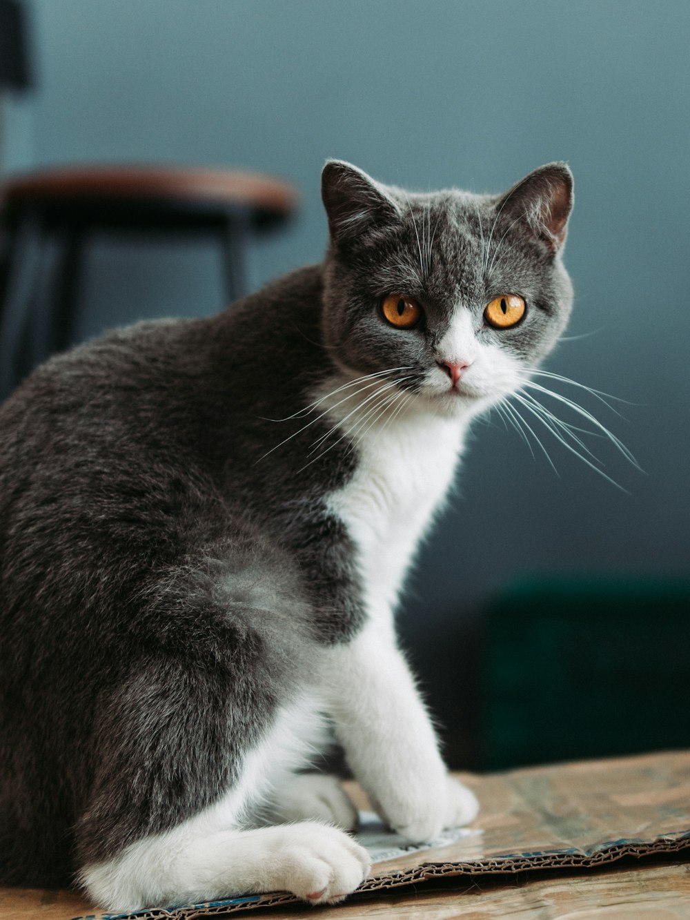 black and white cat on brown wooden table