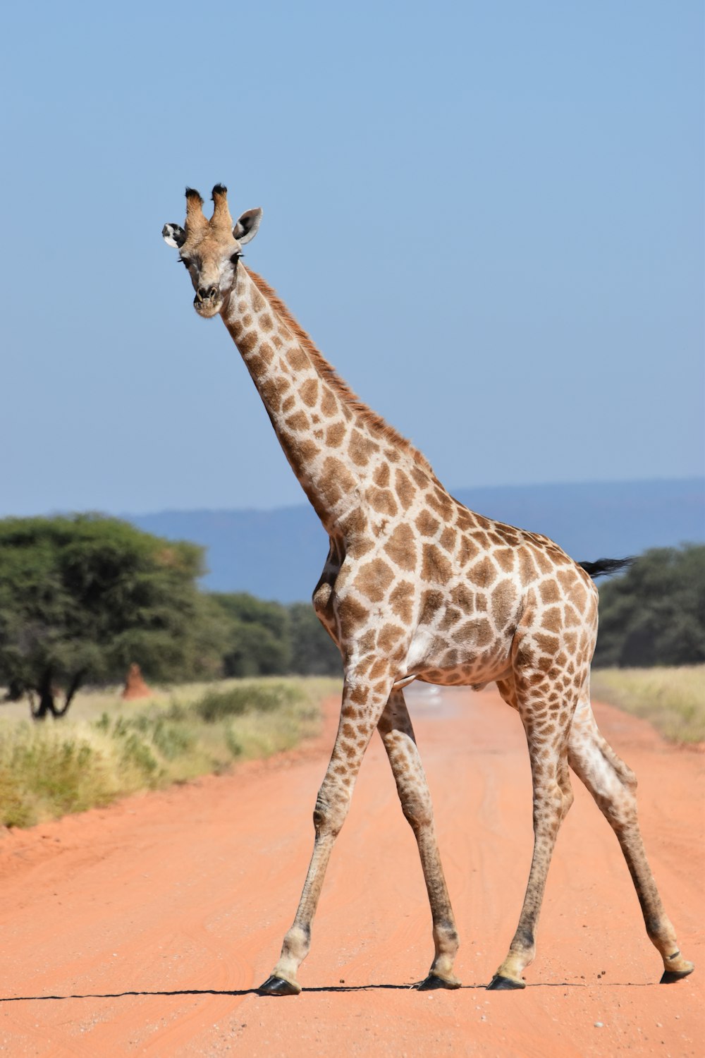 giraffe standing on brown field during daytime
