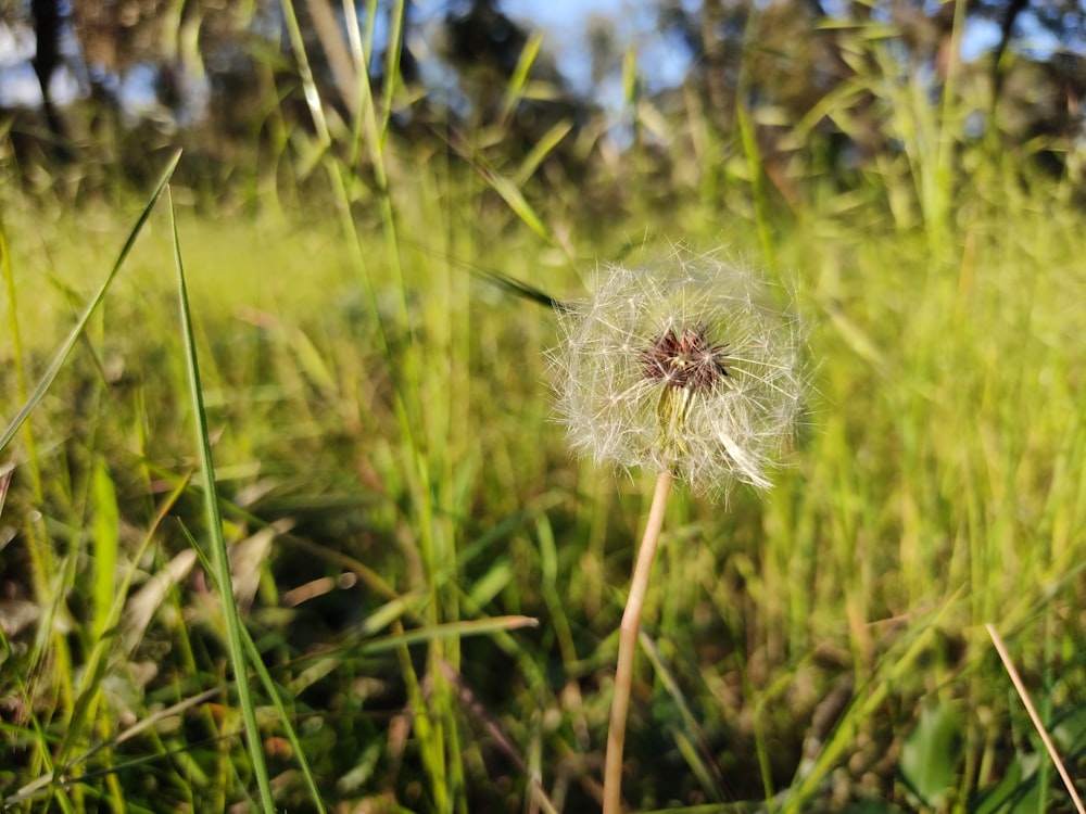 white dandelion in close up photography