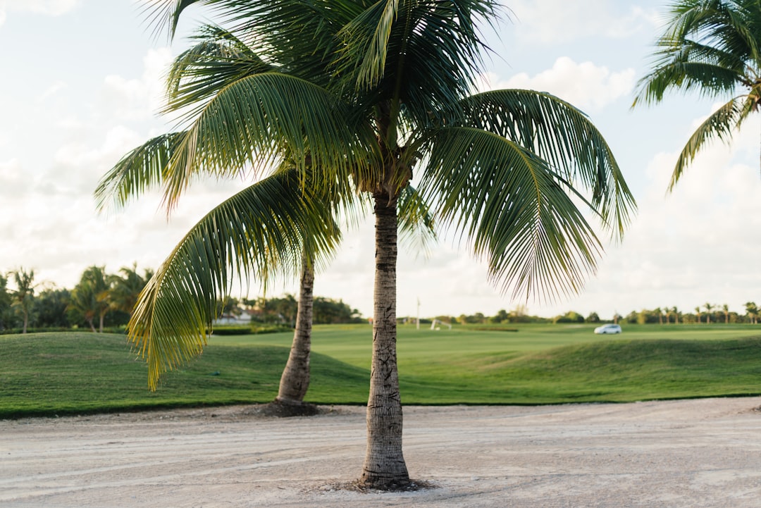 green palm tree on green grass field during daytime