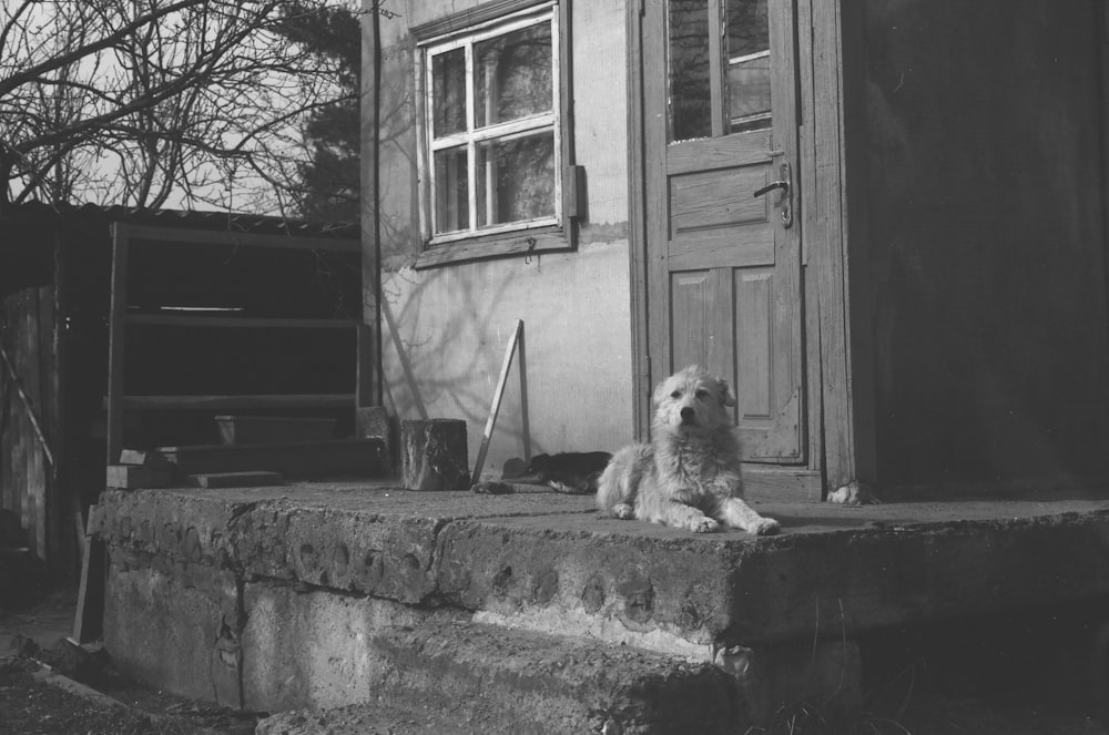 grayscale photo of long coated dog on concrete wall