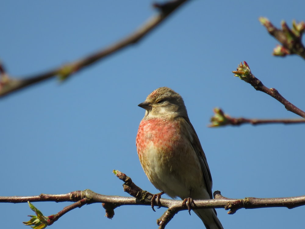 昼間、木の枝にとまる茶色と白の鳥