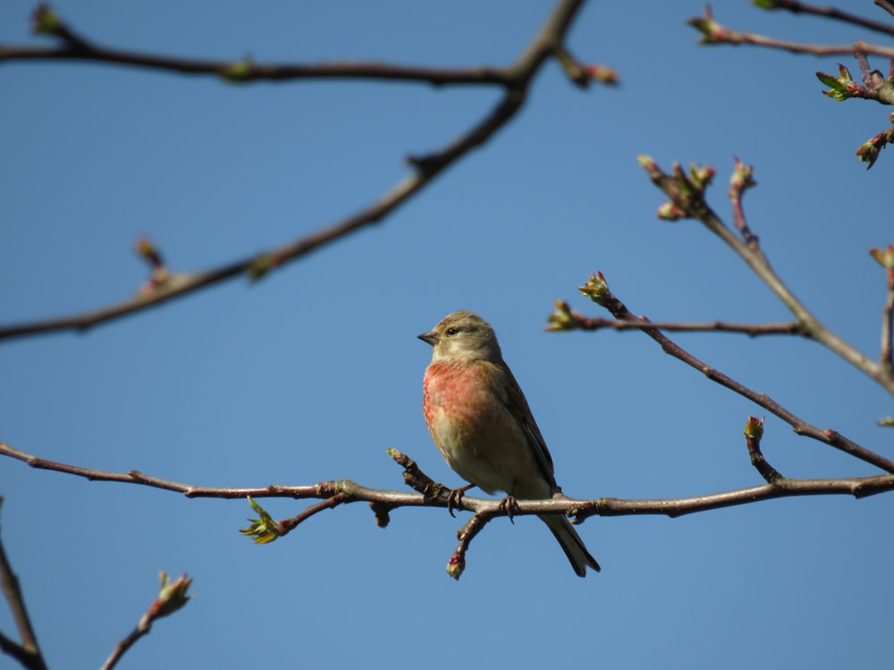 brown and gray bird on brown tree branch during daytime