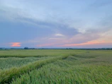 A panoramic shot of green fields blending into the horizon, signaling vast opportunity.