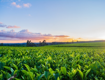 green grass field under white clouds during daytime