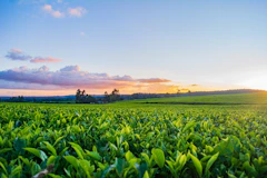 green grass field under white clouds during daytime