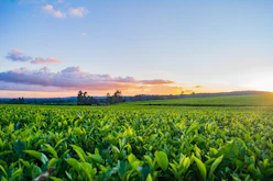 green grass field under white clouds during daytime