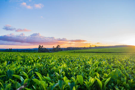 green grass field under white clouds during daytime